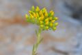 Petrosedum montanum